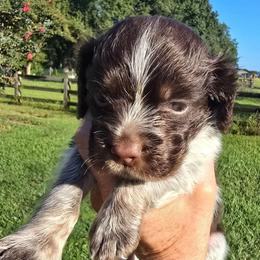 Maverick - Liver white and tan male English Springer Spaniel puppy in Hephzibah, Georgia from Sidel's Springers