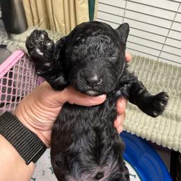 Dax - Silver male Poodle puppy in Azle, Texas from Texas Kissed K9s