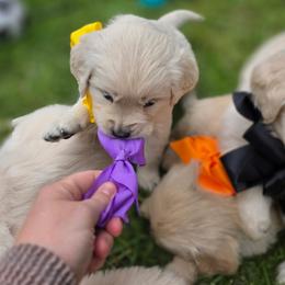 3rd Girl - Light golden female Golden Retriever puppy in Decatur, Indiana from Sporting Ridge K9’s