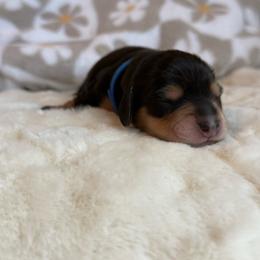 Coyote - Black and cream male Dachshund puppy in Morristown, Tennessee from Hillside Hounds