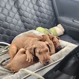 Fenrir - Red male Irish Terrier puppy in Sagle, Idaho from Jackman's Puppies