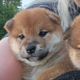 Rei - Red female Shiba Inu puppy in Marianna, Florida from Diwasou