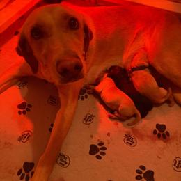 Black Female - Black female Labrador Retriever puppy in Newaygo, Michigan from Royal Oak Gundogs