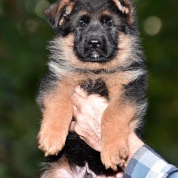 German Shepherd Puppies from Alta-Tollhaus German Shepherds