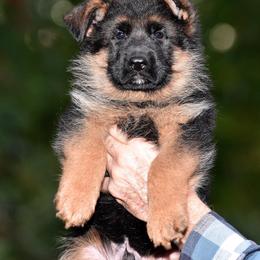 German Shepherd Puppies from Alta-Tollhaus German Shepherds