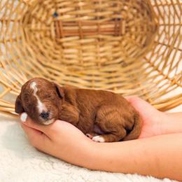 Bacon - Red  male Goldendoodle puppy in Kissimmee, Florida from Poodle Doodle Kennels