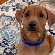 Boy 2 - Red German Pinscher puppy in Olympic Peninsula, Washington from Immer Treu German Pinschers