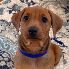 Boy 2 - Red German Pinscher puppy in Olympic Peninsula, Washington from Immer Treu German Pinschers