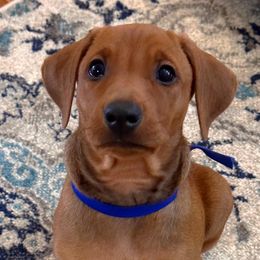 Boy 2 - Red German Pinscher puppy in Olympic Peninsula, Washington from Immer Treu German Pinschers