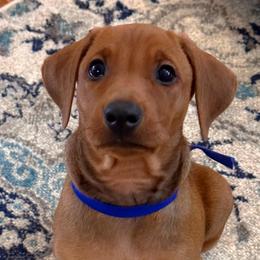 Boy 2 - Red German Pinscher puppy in Olympic Peninsula, Washington from Immer Treu German Pinschers
