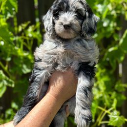 SARAH - Merle Goldendoodle puppy in Atascadero, California from Daring to Dream Doodles