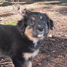 Chloe - Black tri-color female Australian Shepherd puppy in Darrington, Washington from Cart River Aussies