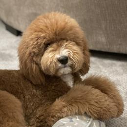 Olive - Goldendoodle