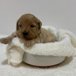 Posie - Apricot female Goldendoodle puppy in Kenansville, North Carolina from J+A Family Doodles