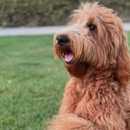 Mattie - Bernedoodle