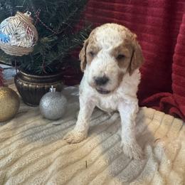 Mr. Omar (gray) - male Goldendoodle puppy in Fayettville Ar, Arkansas from Ozark Bulldogs and doodles
