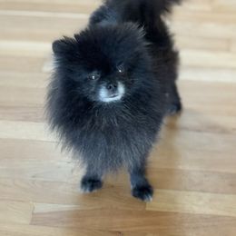 Shadows - Black female Pomeranian puppy in Canandaigua, New York from Fingerlakes Pomeranians