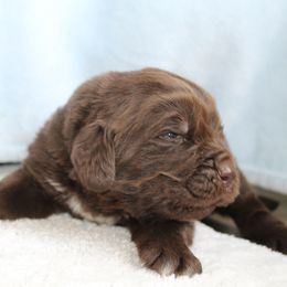 Newfoundland Puppies from Najuananlo Newfoundlands