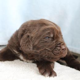 Newfoundland Puppies from Najuananlo Newfoundlands