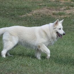 Boreas - German Shepherd
