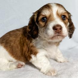 Coral - Piebald female Dachshund puppy in Winamac, Indiana from WZ Kennels