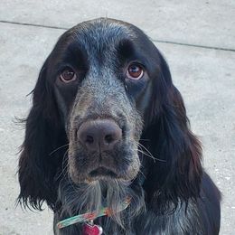 Abbey - English Springer Spaniel