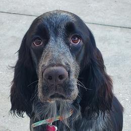 Abbey - English Springer Spaniel