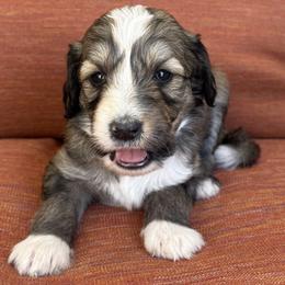 Tricky - Tri-color female Bernedoodle puppy in Springville, Utah from Oodles of Bernedoodles