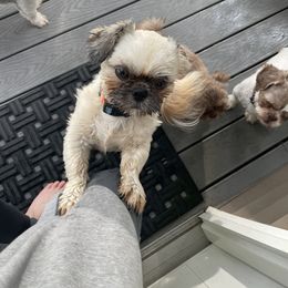 Oliver - Gold male Shih Tzu puppy in Danbury, Connecticut from Dempsey’s Darlings