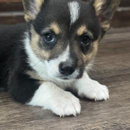 American Corgi and Pembroke Welsh Corgi Puppies from Woodwick Corgis
