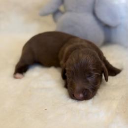 Brew - Chocolate male Dachshund puppy in Duncanville, Alabama from Bear Creek Dachshunds