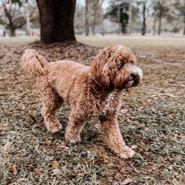Cy - Australian Labradoodle
