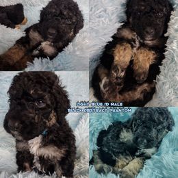 Poodle Puppies from Majestic Royalty Poodles