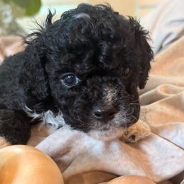 Sailor - Black and white male Cockapoo puppy in Saint Louis, Missouri from Jax Doodles