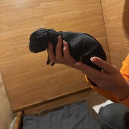 Girl 1 - Black and red female German Shepherd puppy in Snohomish, Washington from Wataha Shepherds