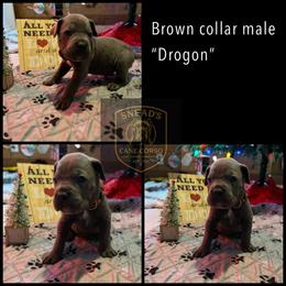 Drogon - Gray brindle male Cane Corso puppy in Altoona, Alabama from Snead’s Cane Corso Kennel