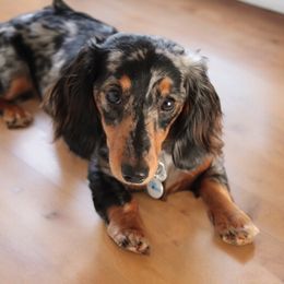 Dachshunds, Dalmatians, Havanese, Maltese, Pomeranians, and Poodles from Destination Dalmatian