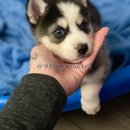 Pomsky Puppies from 916 Pomskies