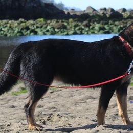 Berry - Australian Cattle Dog