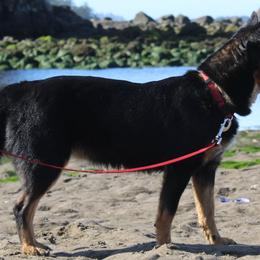 Berry - Australian Cattle Dog