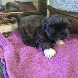Harmon - Black and white male Shih Tzu puppy in Clyde, North Carolina from Shawgo Pups