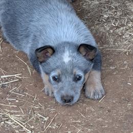 Australian Cattle Dogs and Shih Tzus from Karen Elliott
