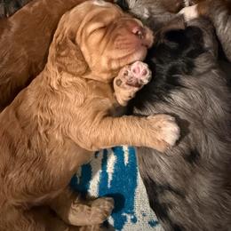 River - Red and white female Cockapoo puppy in Fortuna, California from Dalton Poodles and Doodles
