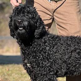 Matilda - Barbet