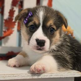 Nebula - Black and tan female Pembroke Welsh Corgi puppy in Austin, Texas from Cutest Corgi's of Austin