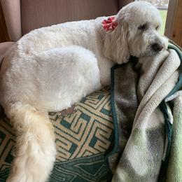 Goldendoodle Puppies from Goldhaly Peach Doodles
