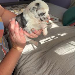 Hurley - male Sporty Mix puppy in Richland, Michigan from Seay's Sporty Mixes