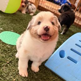 Freya - Blue merle female Australian Shepherd puppy in Placerville, California from BFF Aussies