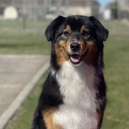 Abigail - Australian Shepherd