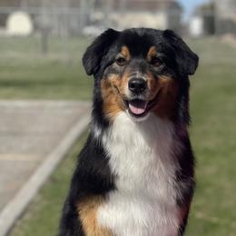 Abigail - Australian Shepherd